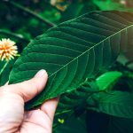 kratom leaf harvesting