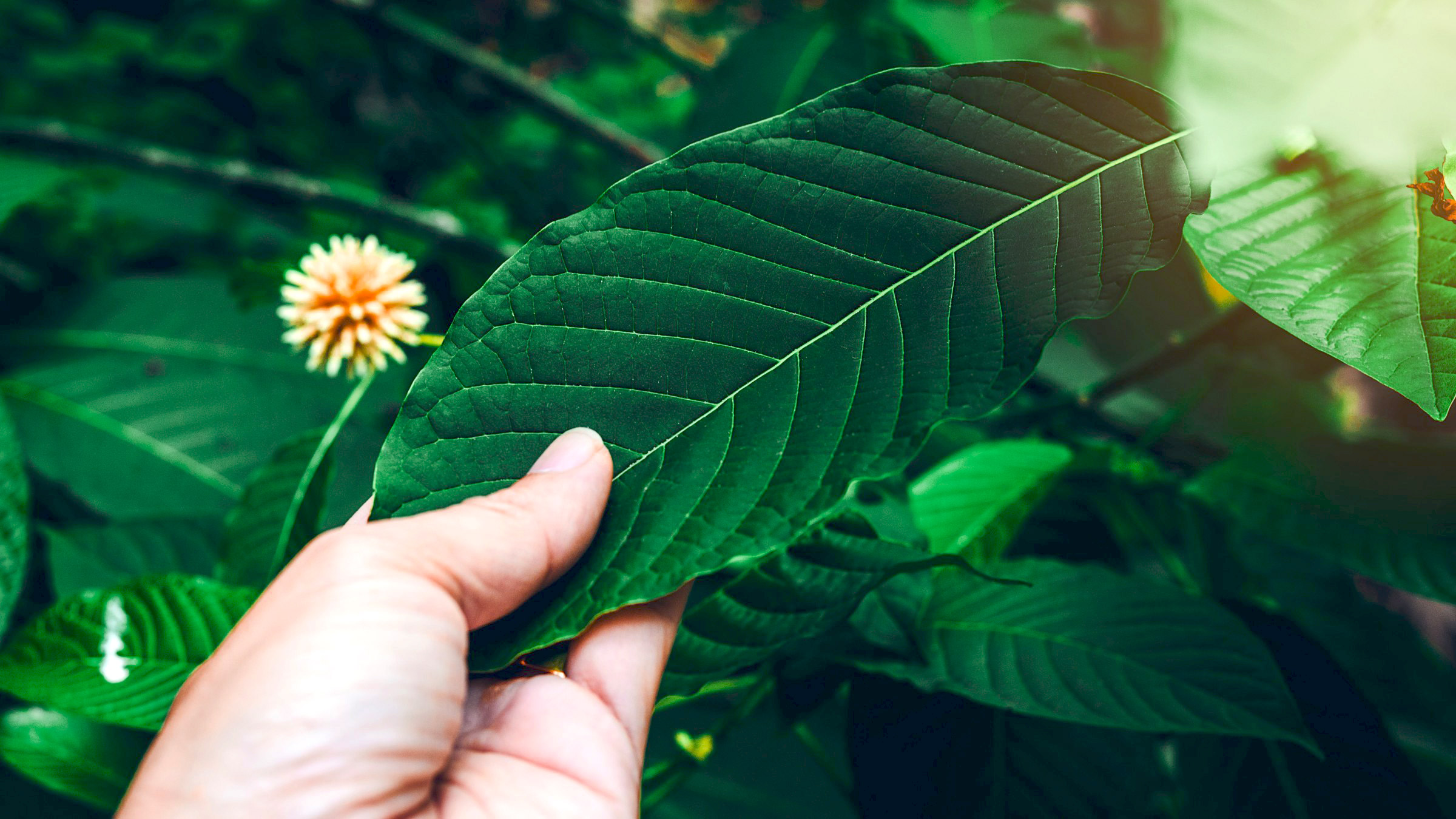 kratom leaf harvesting