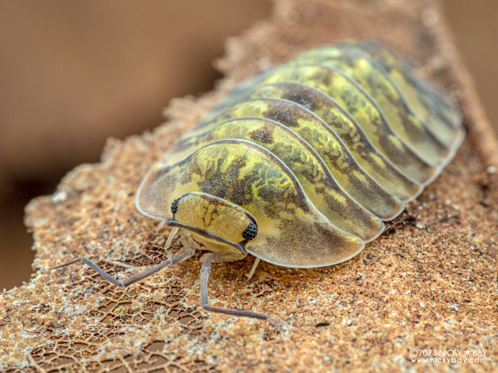 isopods